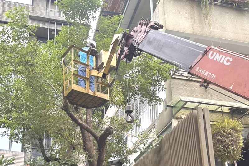 Công nhân đang cắt tỉa cây xanh tại Đà Nẵng