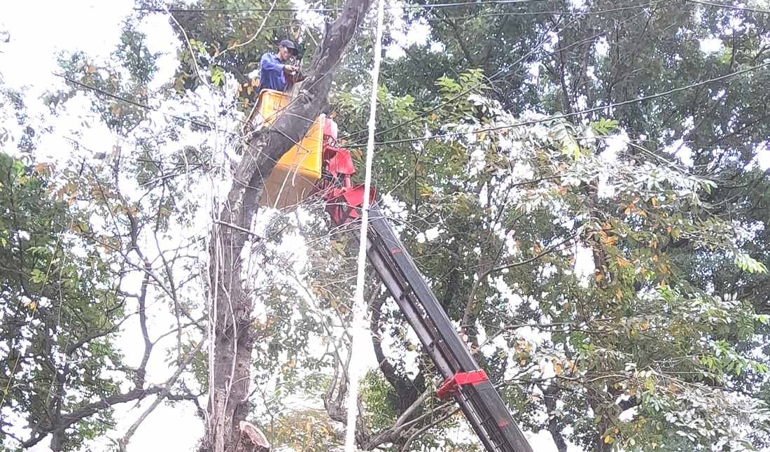 Dịch vụ chặt cây sử dụng xe cẩu, tời và dây neo, bảo đảm an toàn tối đa