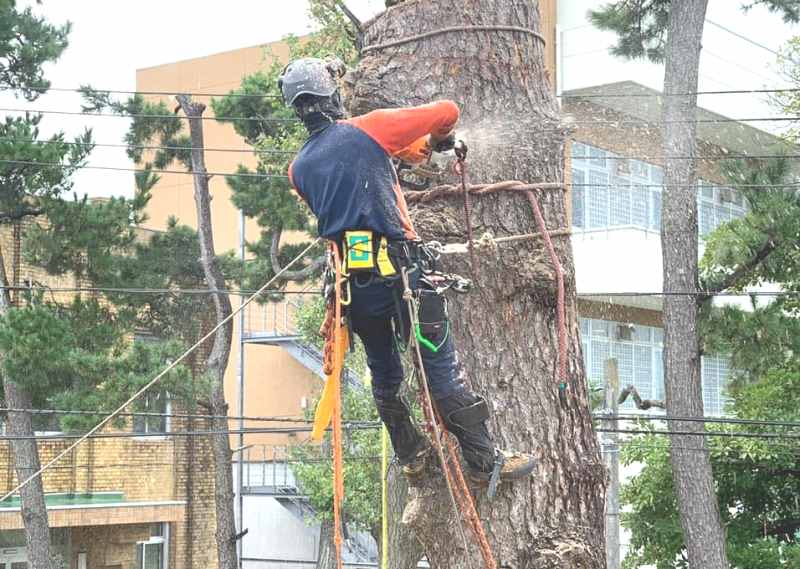 Dịch vụ chặt cây tại Đà Nẵng