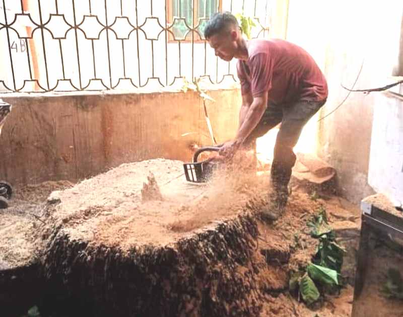 Dịch vụ đào gốc cây - chặt cây trong các điều kiện phức tạp
